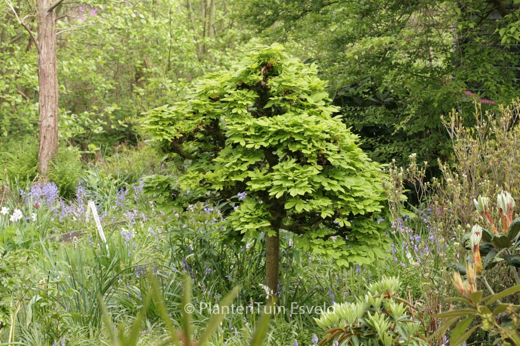 Aesculus hippocastanum ‘Monstrosa’