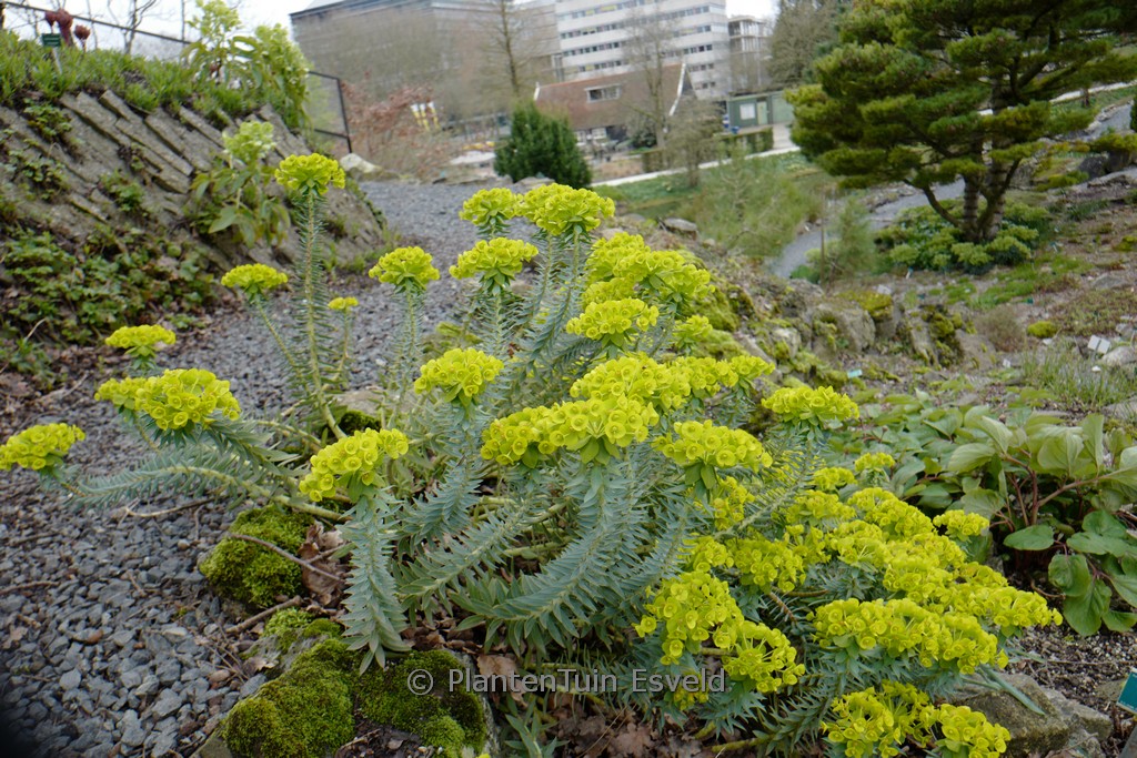 Aesculus mutabilis ‘Induta’