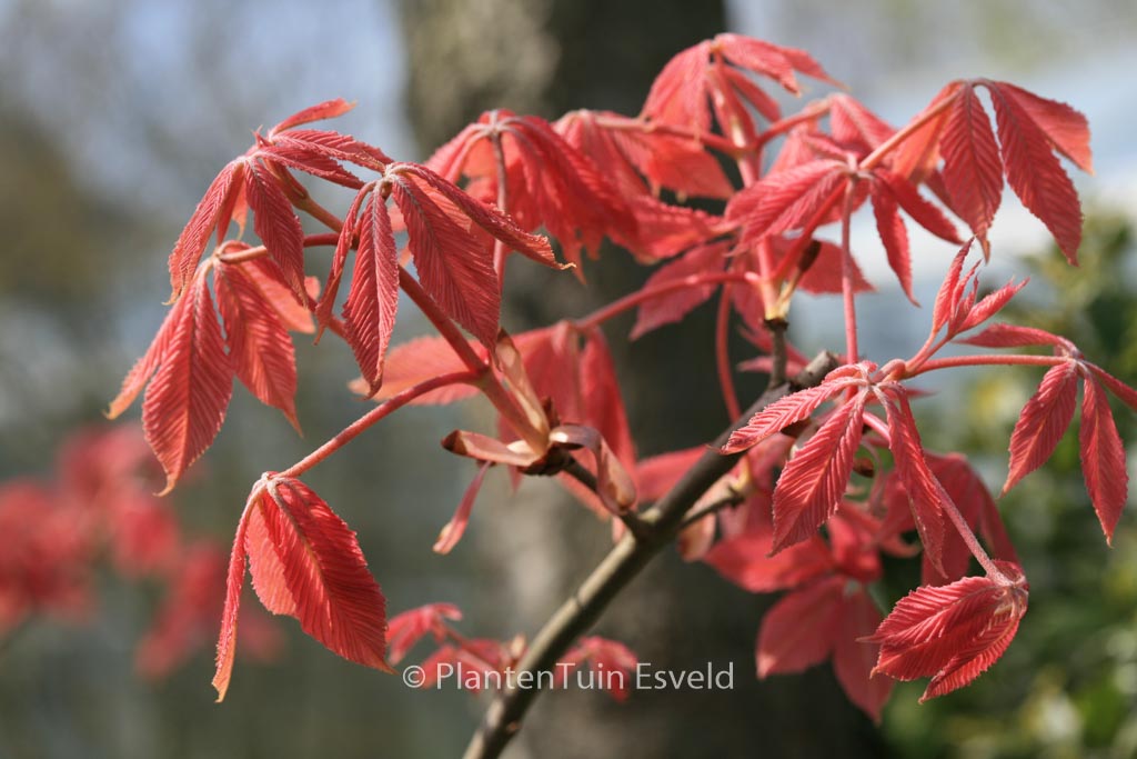 Aesculus neglecta ‘Erythroblastos’