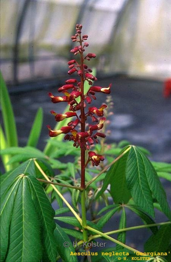 Aesculus neglecta ‘Georgiana’
