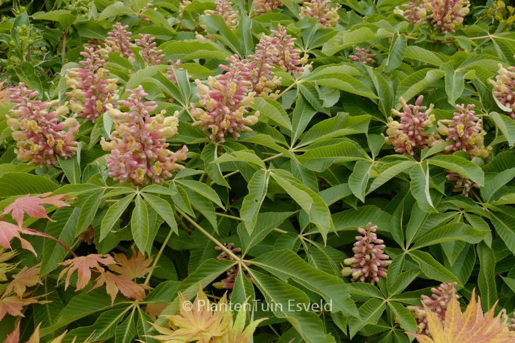 Aesculus pavia ‘Koehnei’
