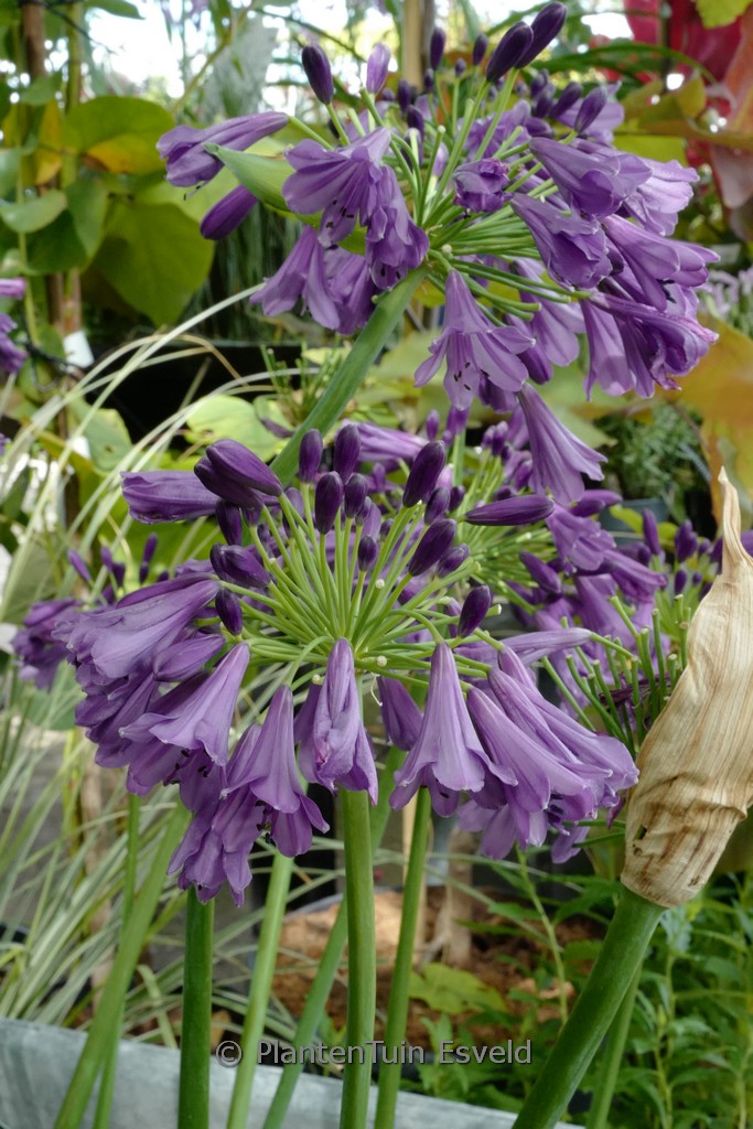Agapanthus ‘Poppin Purple’