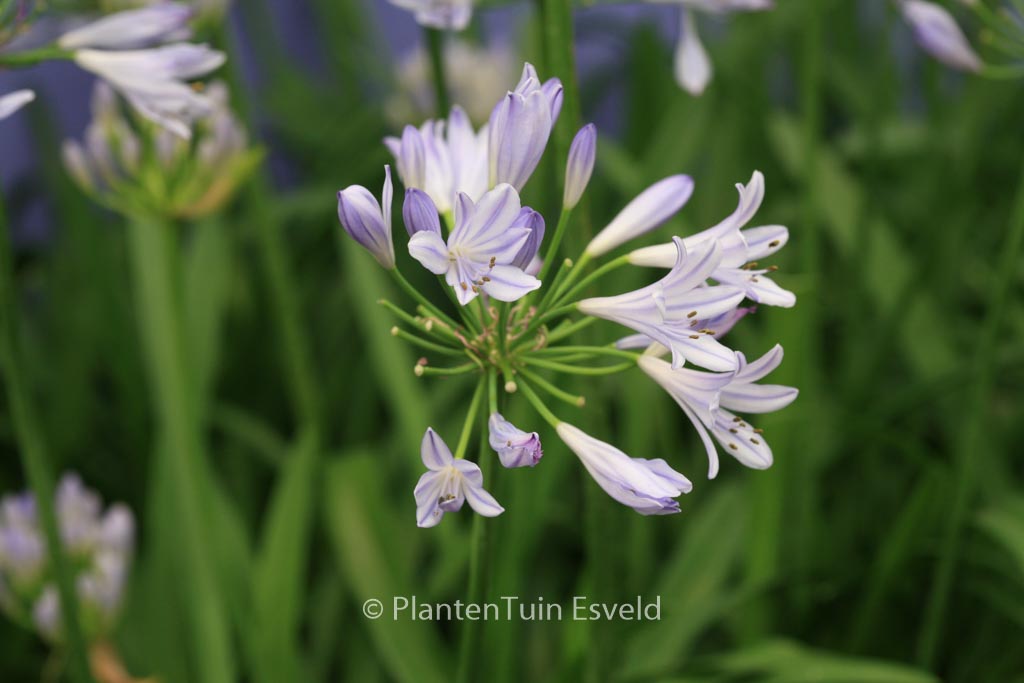 Agapanthus ‘Scrarey09’ (PITCHOUNE BLUE)