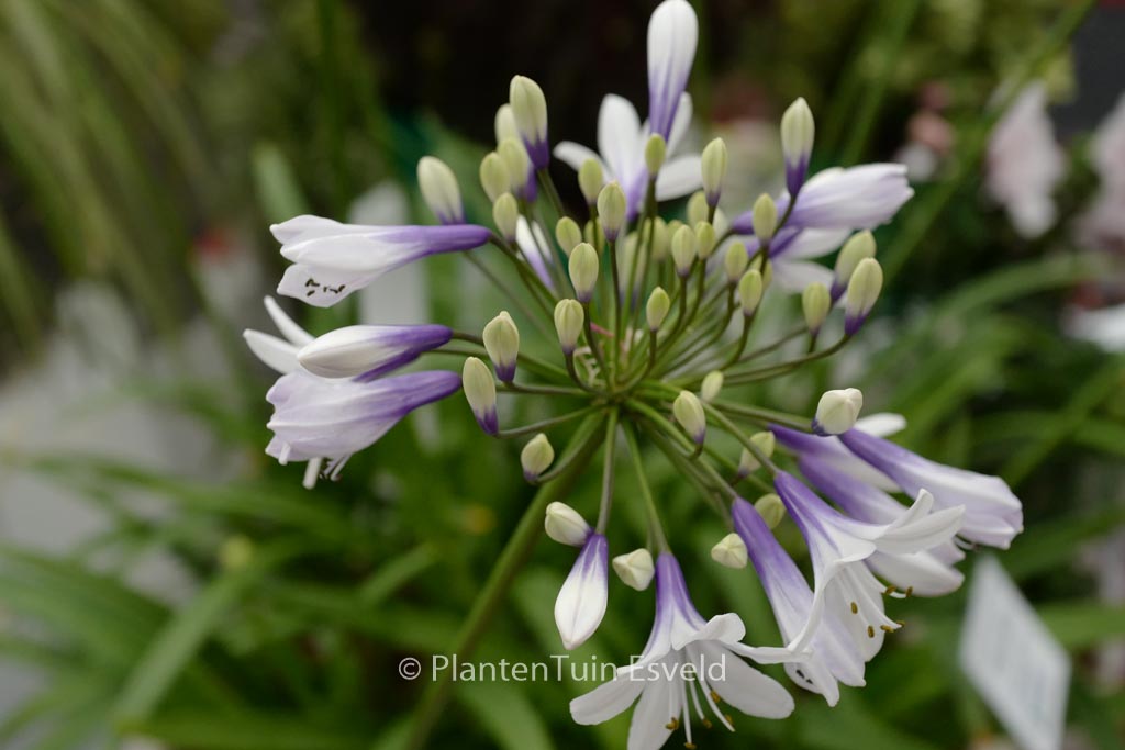Agapanthus ‘Twister’