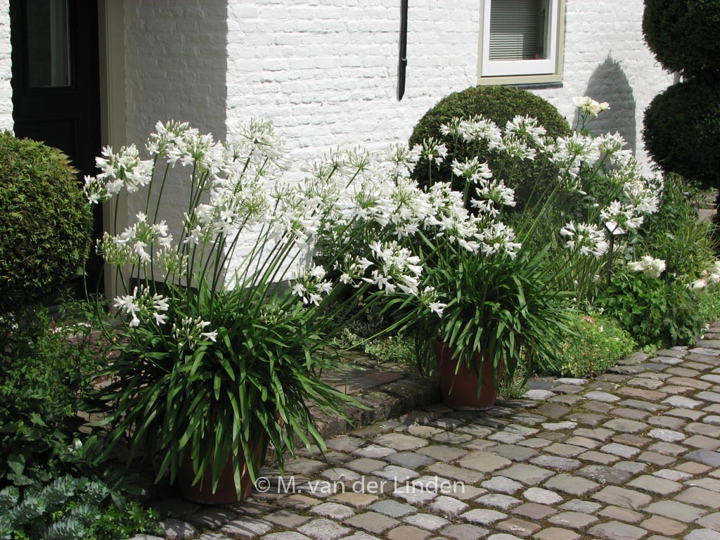 Agapanthus africanus ‘Albidus’