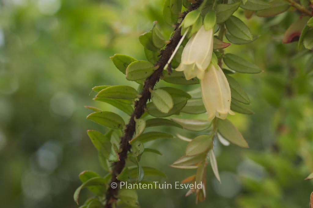 Agapetes serpens ‘Nepal Cream’