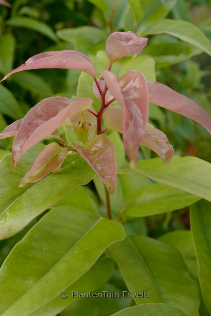 Agarista populifolia