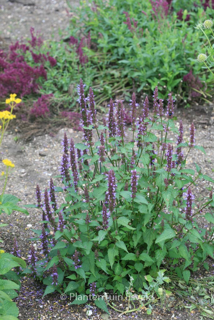 Agastache ‘After Eight’
