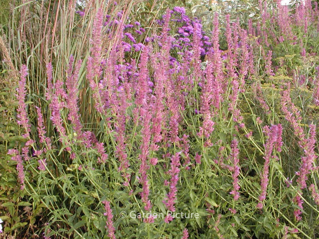 Agastache ‘Ayala’