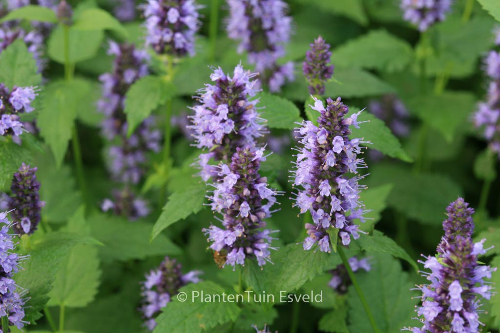 Agastache ‘Black Adder’