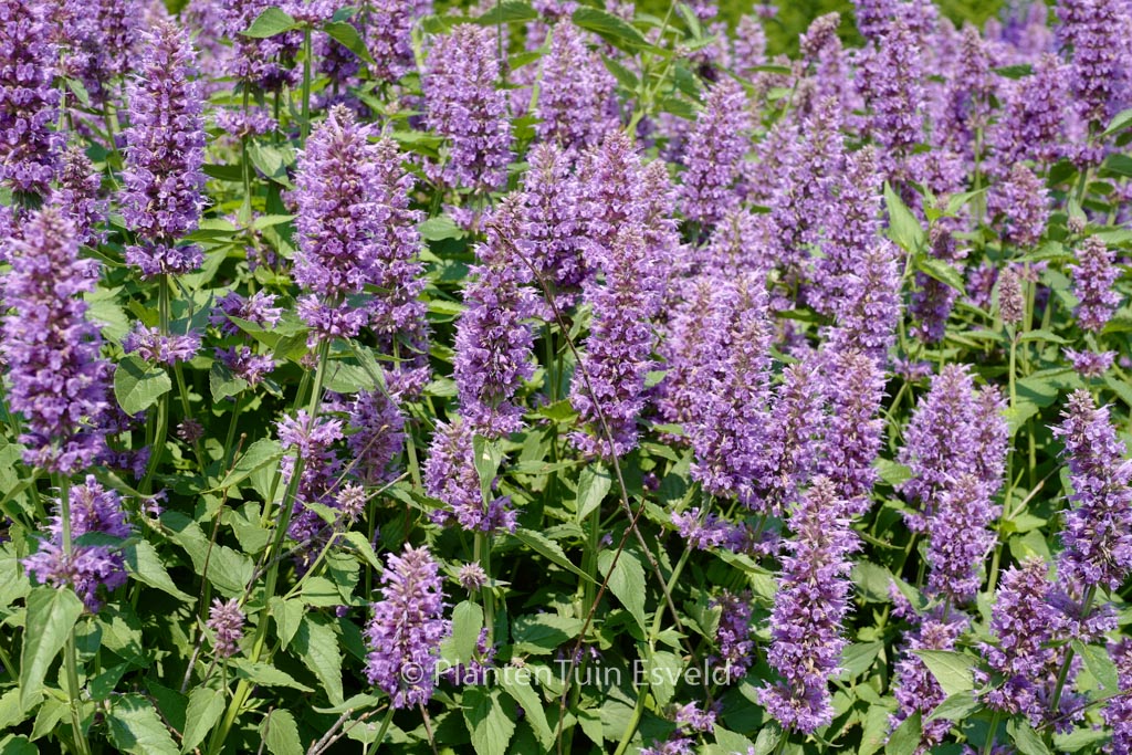 Agastache ‘Blue Boa’