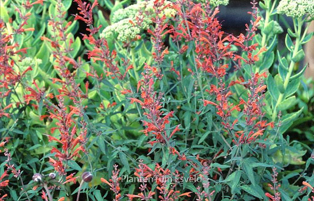 Agastache ‘Firebird’