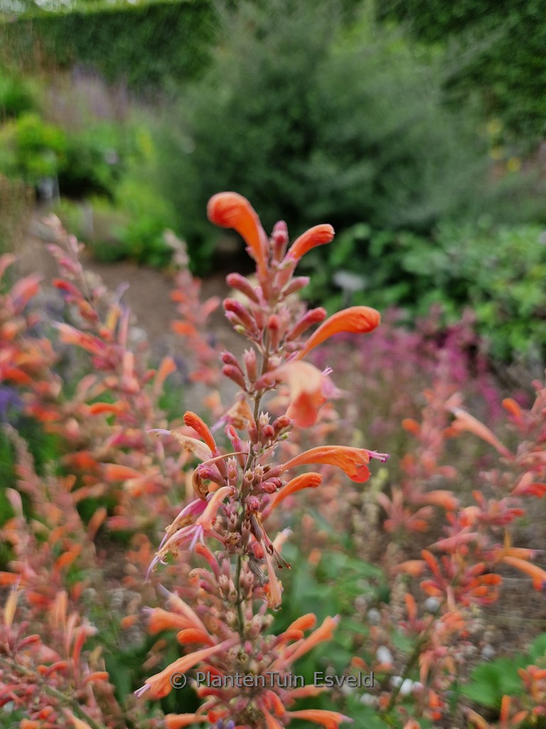 Agastache ‘Fleur’