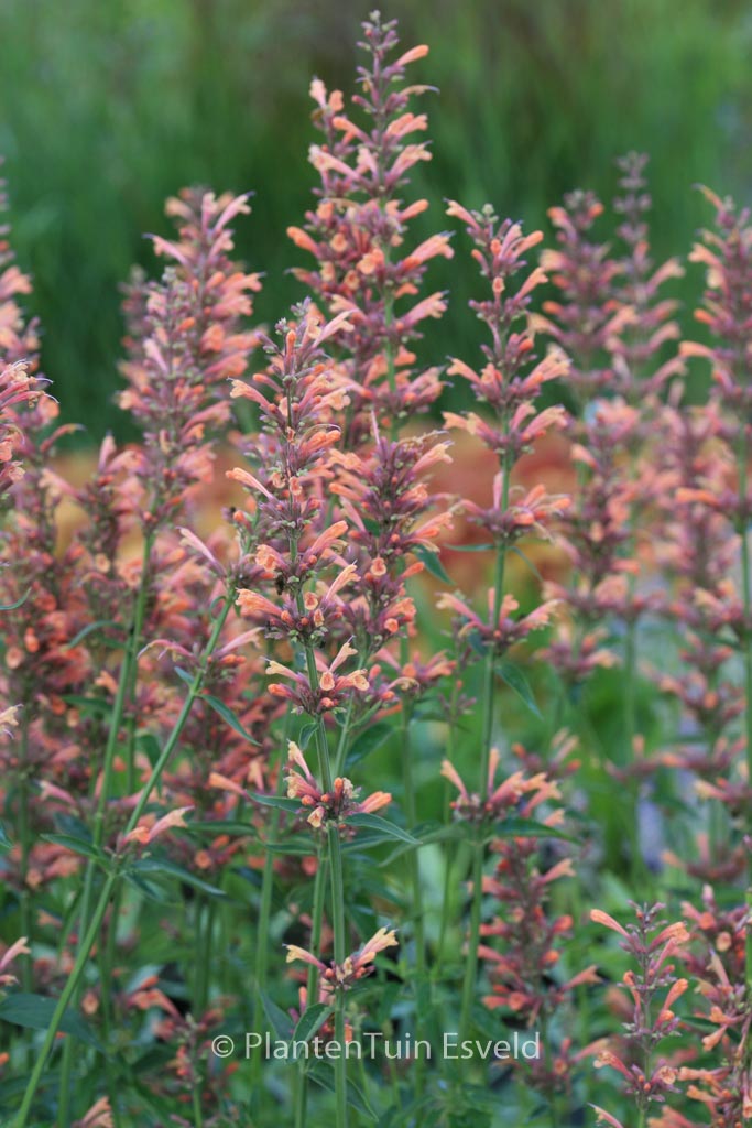 Agastache ‘Kolibri’