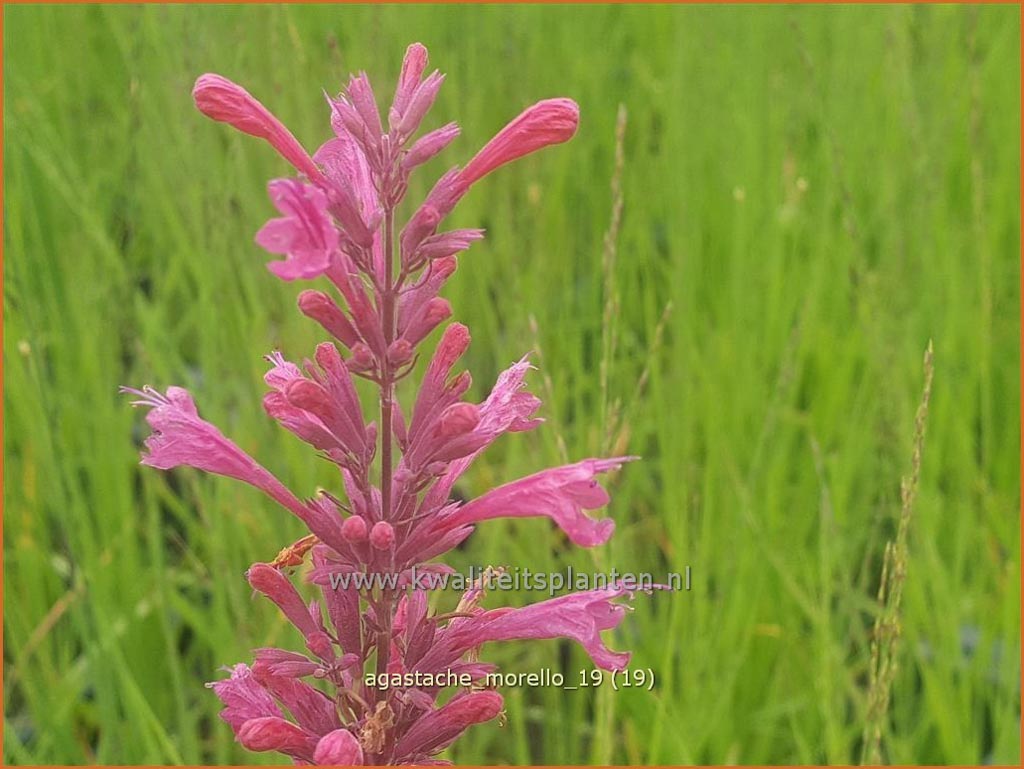 Agastache ‘Morello’