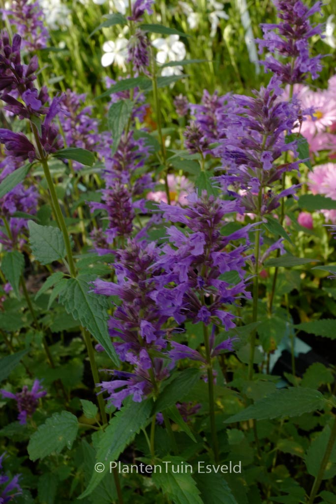 Agastache ‘Purple Haze’