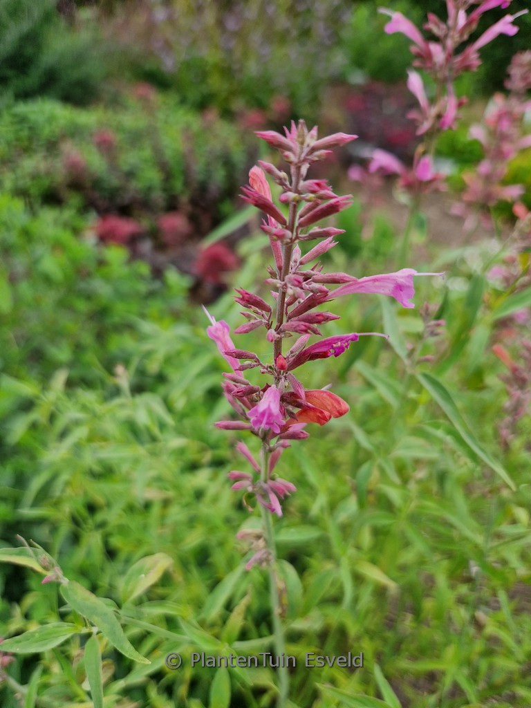 Agastache mexicana ‘Duet’