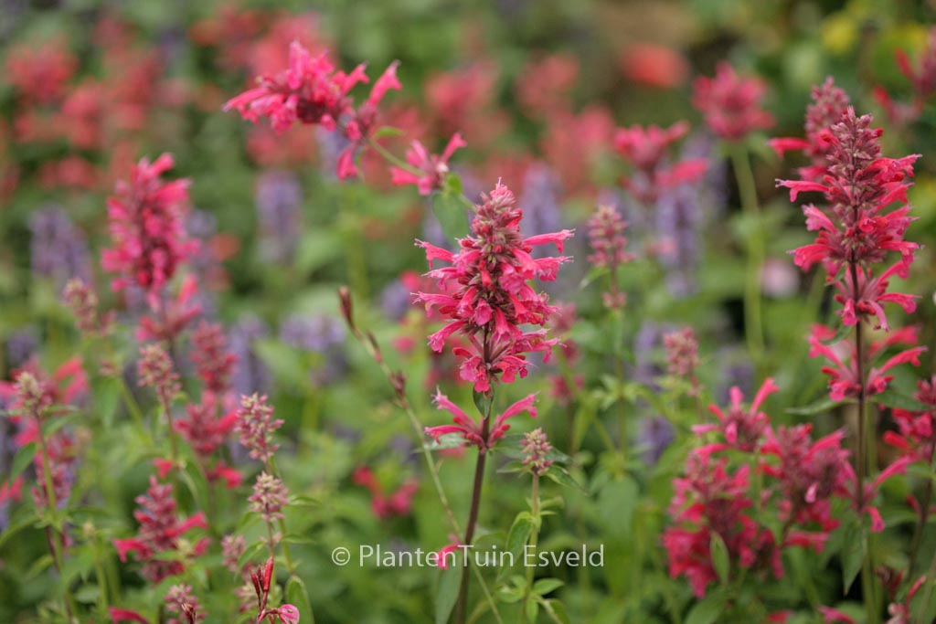 Agastache mexicana ‘Red Fortune’