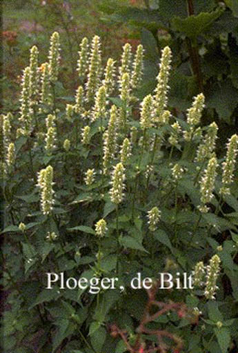 Agastache rugosa ‘Alabaster’