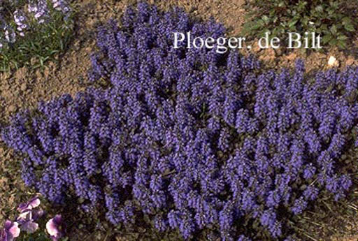 Ajuga reptans ‘Atropurpurea’