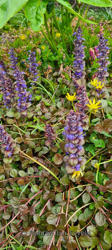 Ajuga reptans ‘Braunherz’