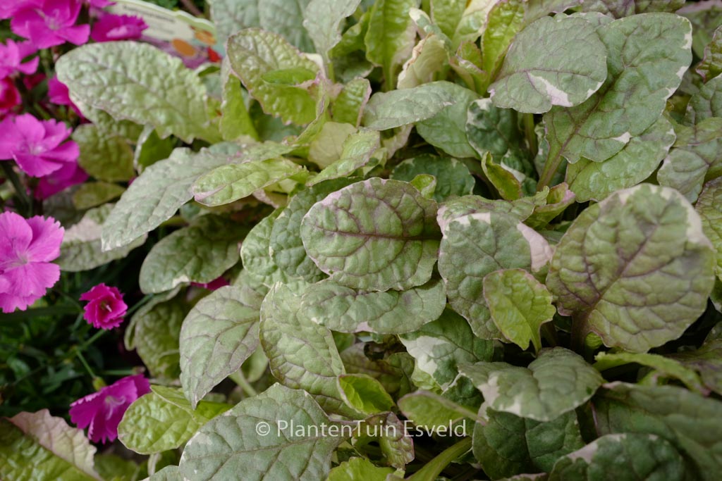 Ajuga reptans ‘Burgundy Glow’