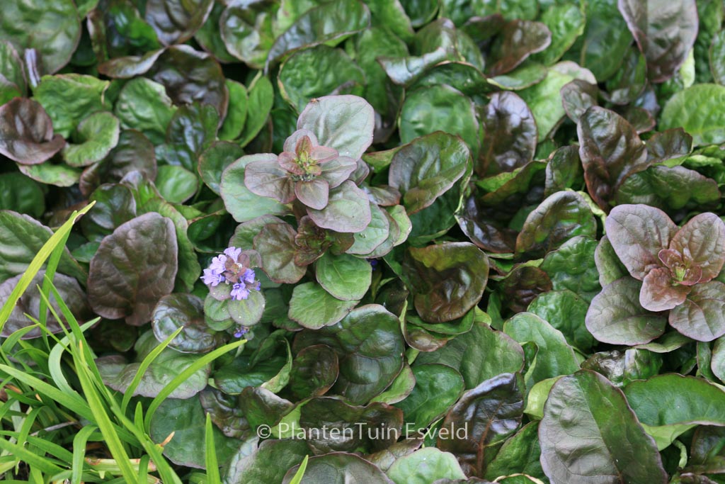 Ajuga reptans ‘Catlin’s Giant’