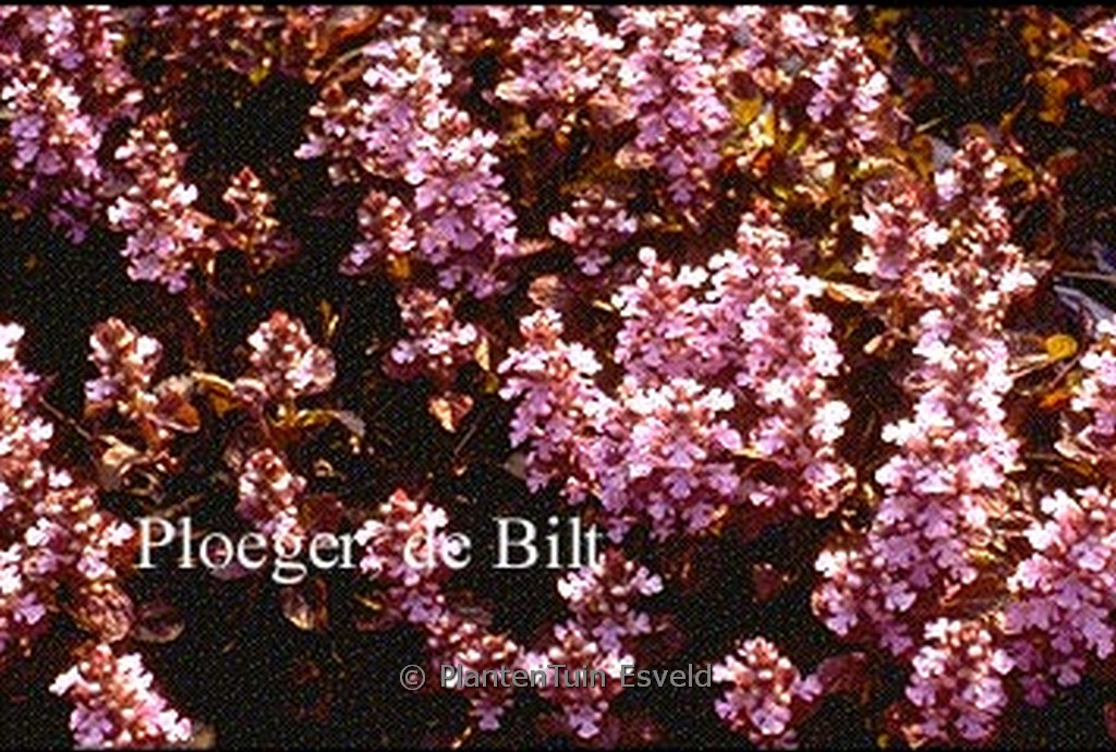 Ajuga reptans ‘Pink Surprise’