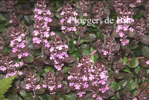 Ajuga reptans ‘Rosea’