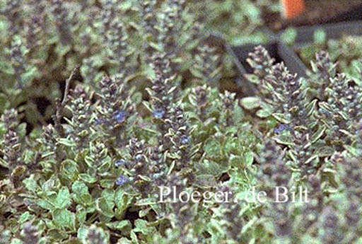 Ajuga reptans ‘Variegata’