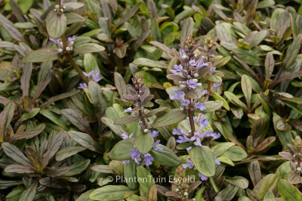 Ajuga tenorii ‘Valfredda’ (CHOCOLATE CHIP)