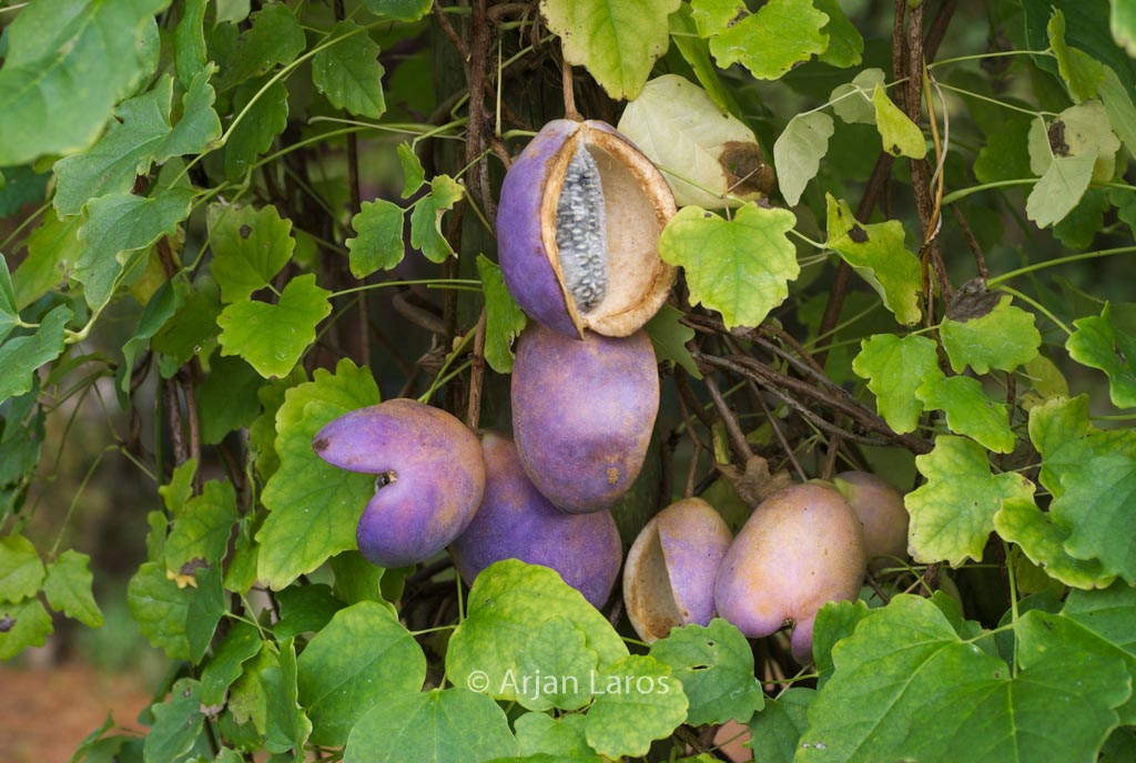 Akebia trifoliata ‘Big Fruit’