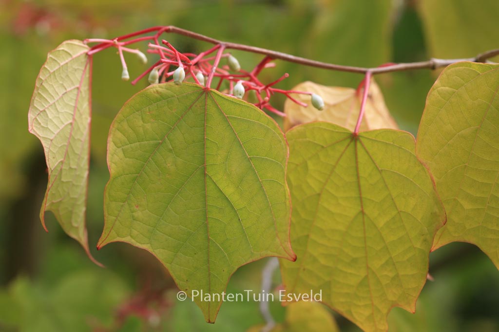 Alangium platanifolium
