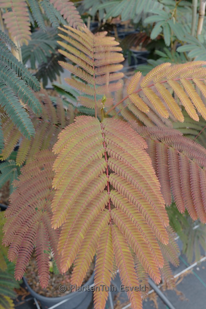 Albizia julibrissin ‘Evi’s Pride’