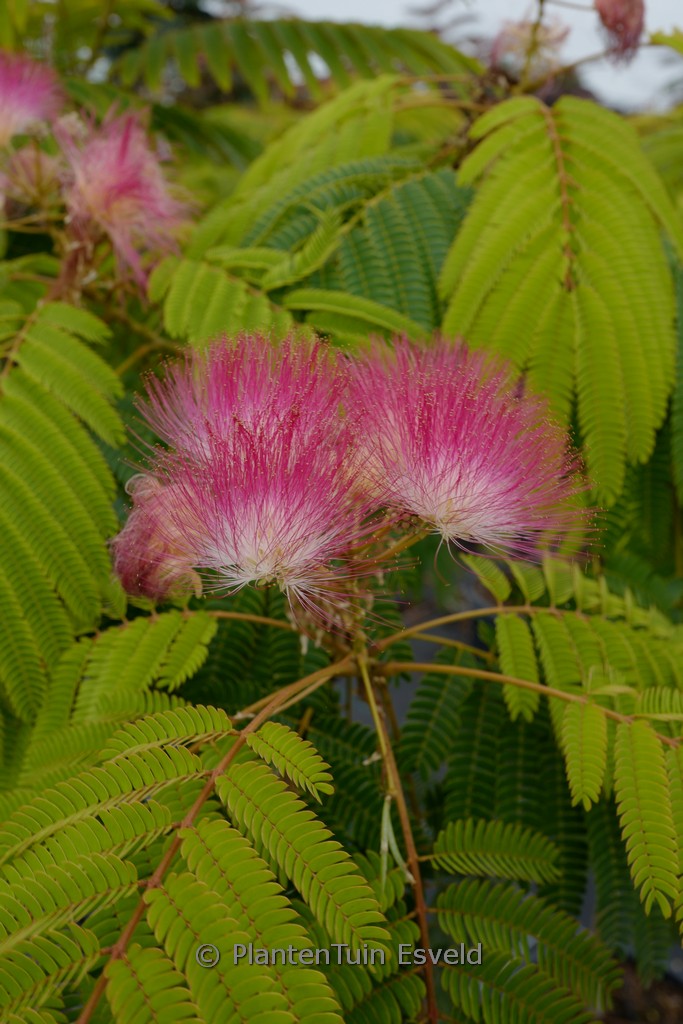 Albizia julibrissin ‘Pos 1’ (TROPICAL DREAM)