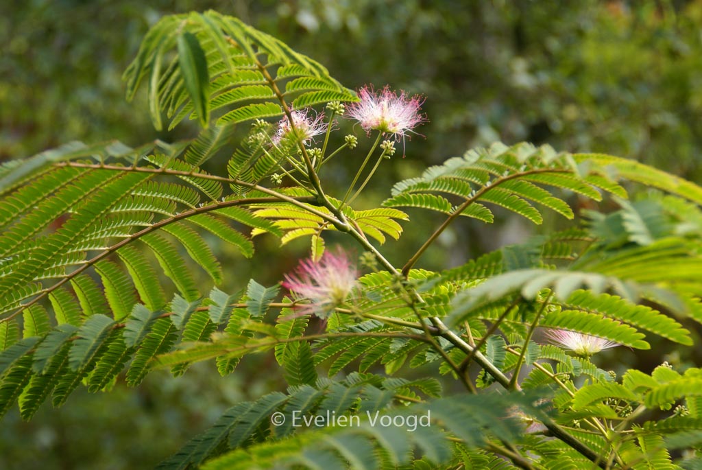 Albizia julibrissin ‘Rosea’