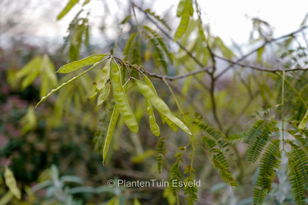 Albizia julibrissin ‘Shidare’