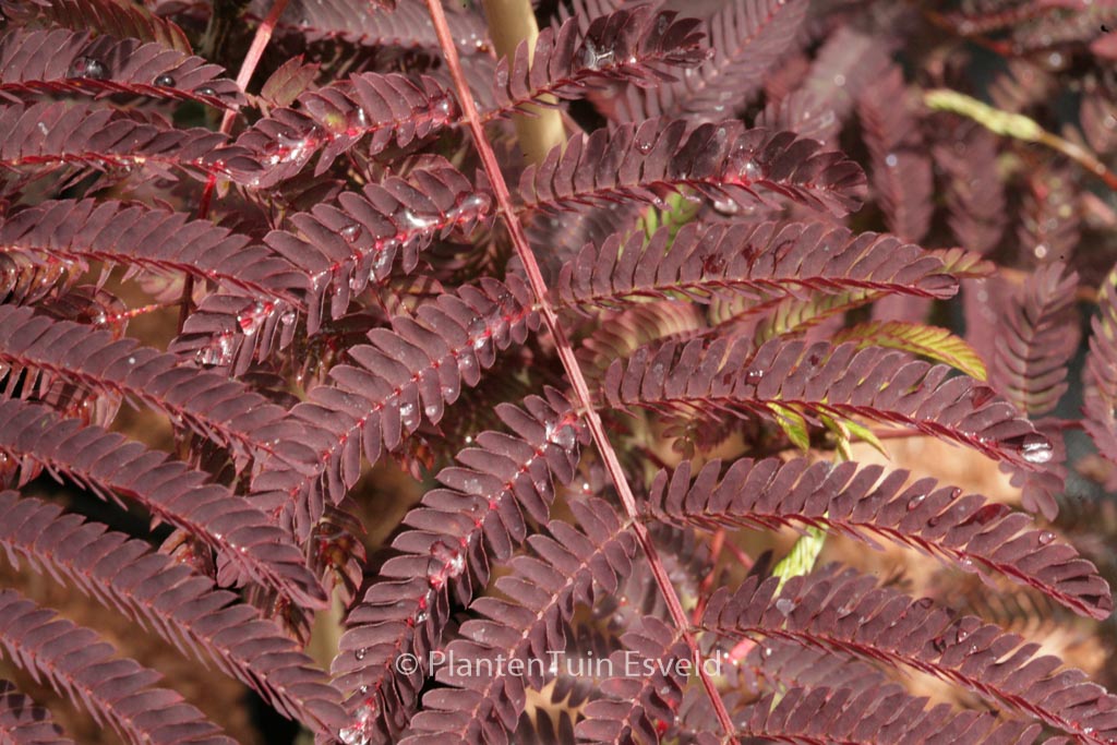 Albizia julibrissin ‘Summer Chocolate’