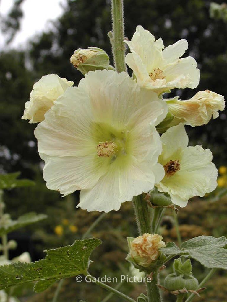 Alcea ficifolia