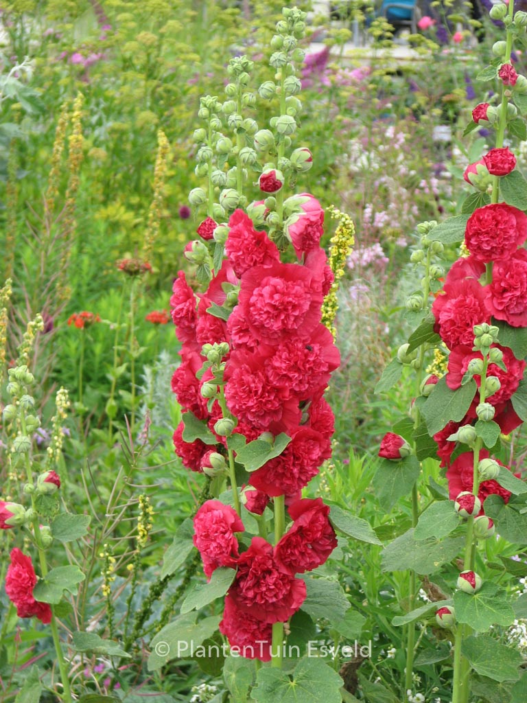 Alcea rosea ‘Pleniflora’ rood