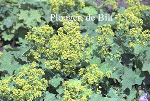 Alchemilla mollis ‘Robustica’