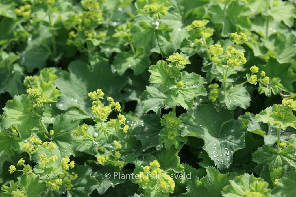 Alchemilla mollis