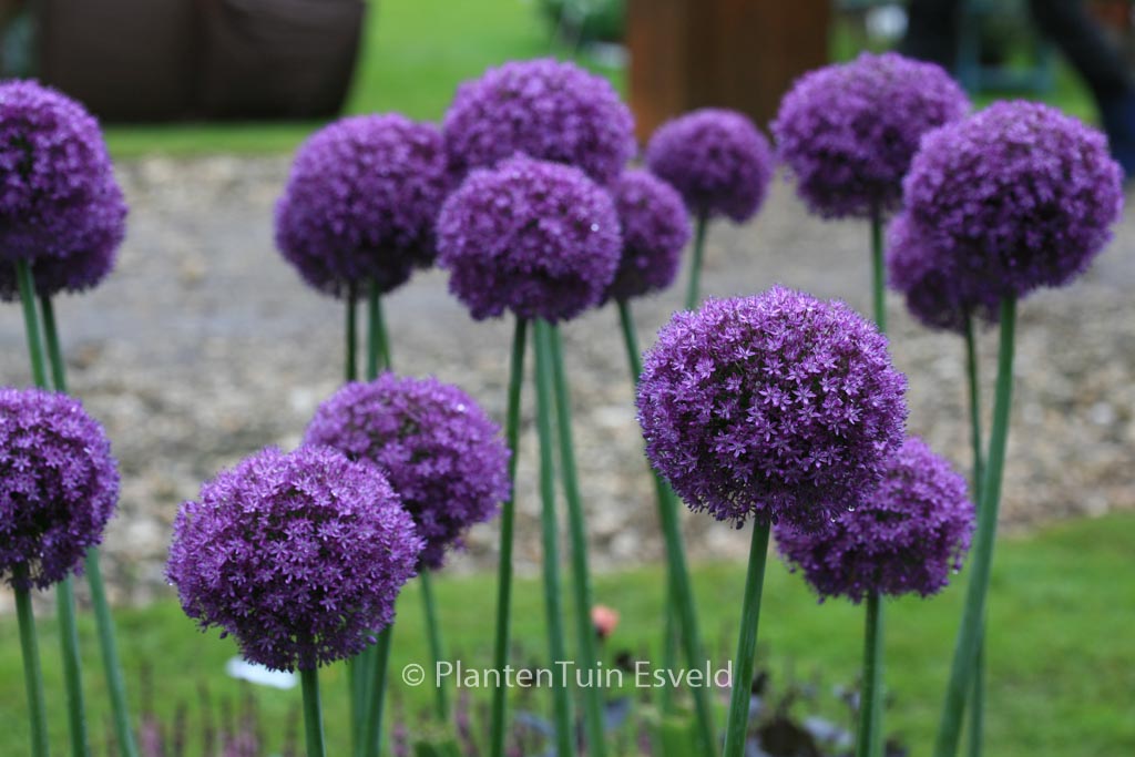 Allium ‘Ambassador’