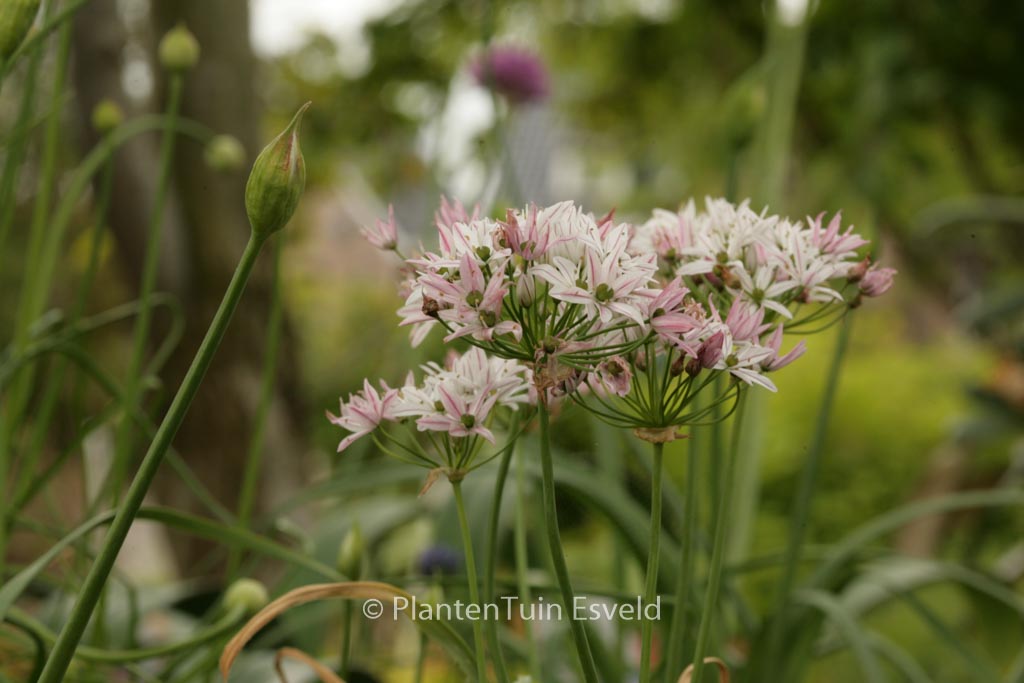 Allium ‘Cameleon’