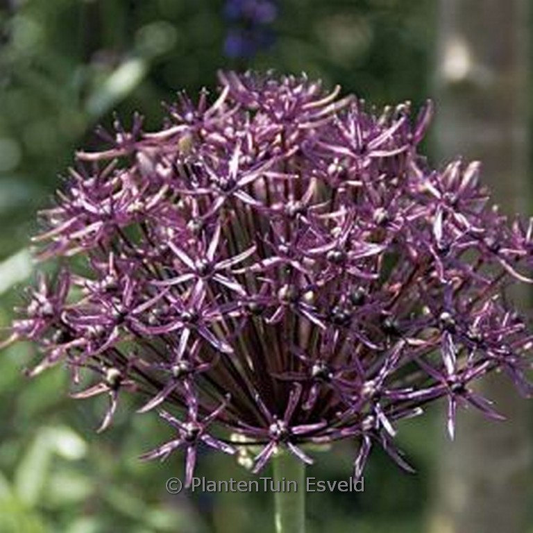 Allium ‘Firmament’