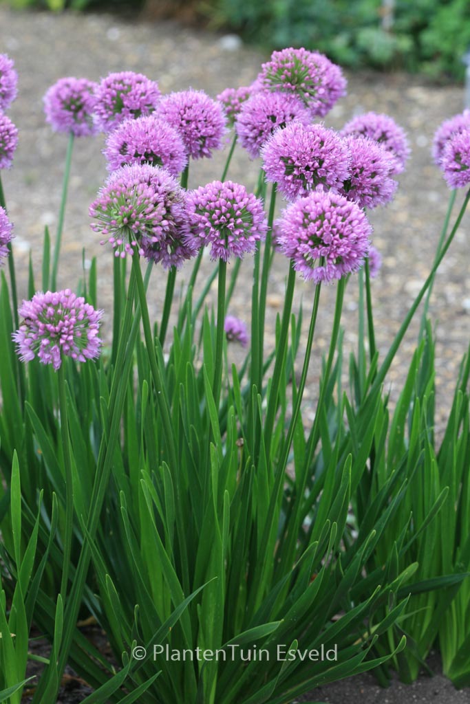 Allium ‘Millennium’