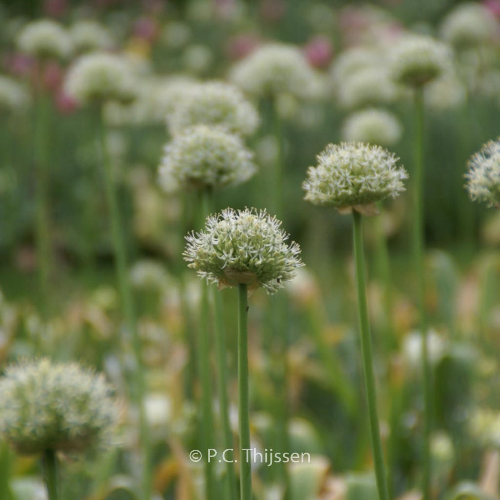 Allium ‘Mount Everest’