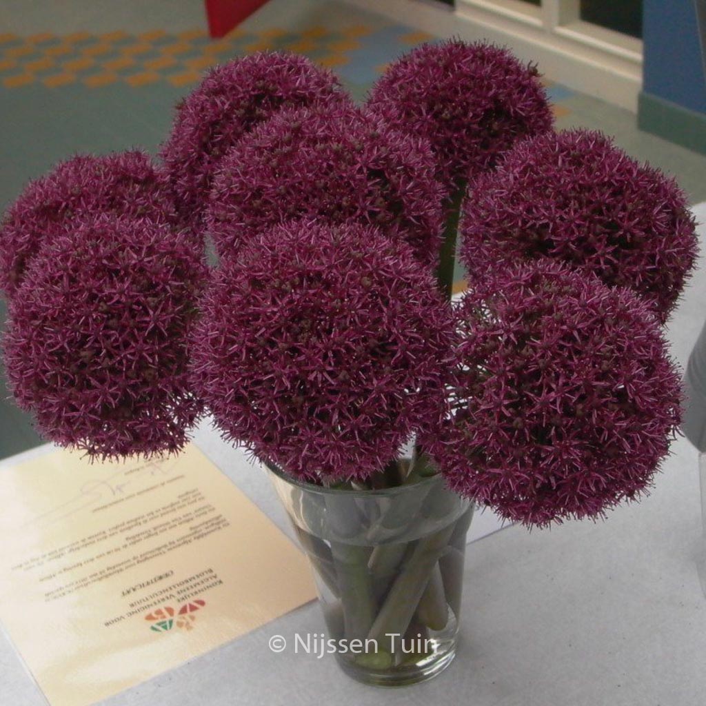 Allium ‘Ostara’
