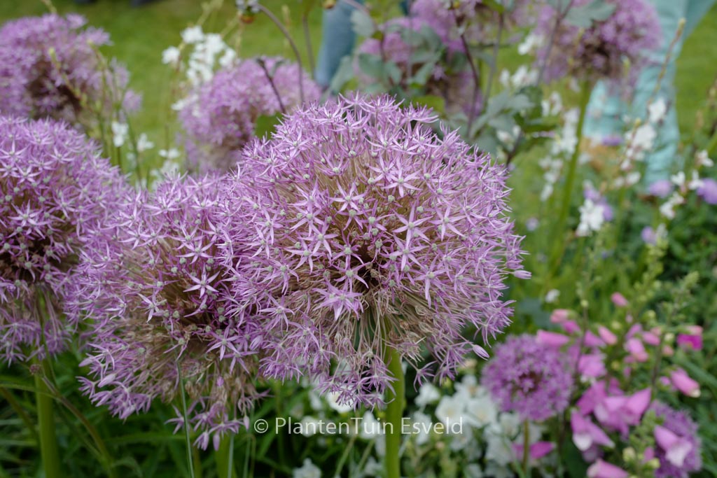 Allium ‘Pinball Wizard’