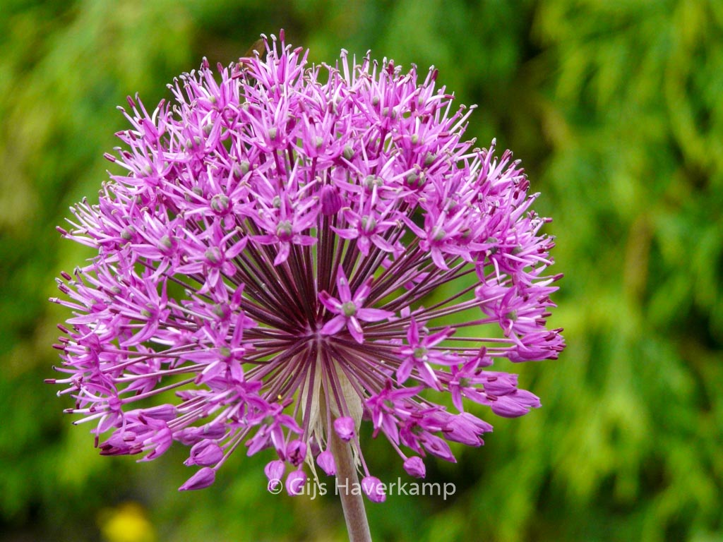 Allium ‘Purple Sensation’